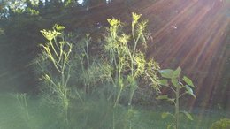 Sarriette vivace - Satureja montana