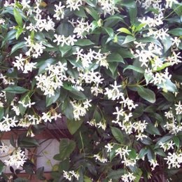 Jasmin ou jasminoide