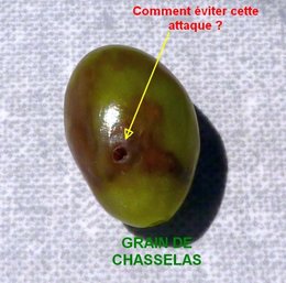 C'est encore et toujours au sujet de ma vigne Chasselas