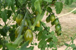 CONNAISSEZ VOUS CES TOMATES ???