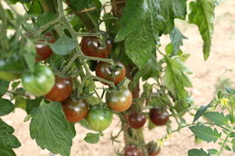 CONNAISSEZ VOUS CES TOMATES ???