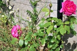 essai de boutures d'un joli rosier 