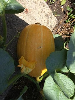 Quelle est cette courgette (si s'en est une ?)