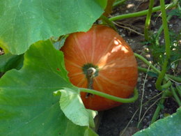 COURGETTES - POTIMARRONS