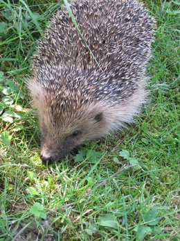 Un hérisson dans le jardin