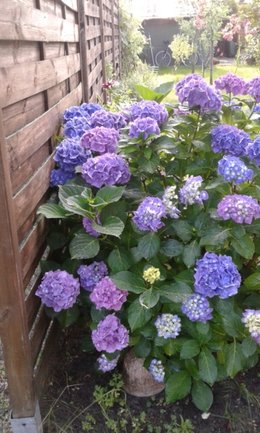 Votre couleur préférée d'hortensia ?