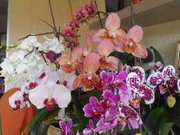 Cultivez-vous des orchidées ?