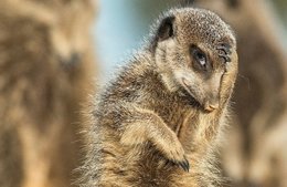 Au  petit coucou amical