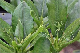 RHododendron malade