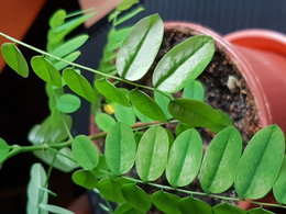 Adenanthera Pavonina - feuilles blanches