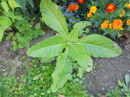 quel est cette plante