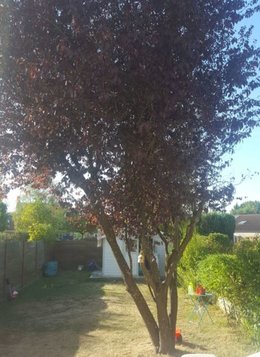 Prunus à branches fendues