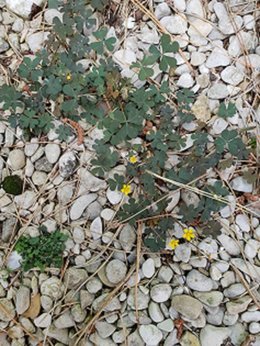 Plantes inconnues