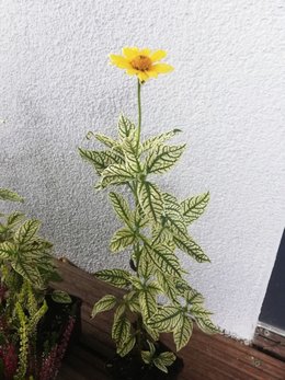 Quelle est cette fleur jaune ?