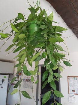 Hoya