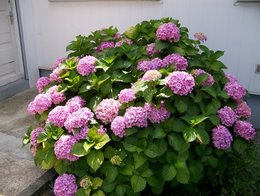 Hortensia - Hydrangea macrophylla