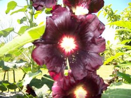 Rose trémière - Althaea rosea 