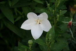 Une fleur dont j'ai oublié le nom