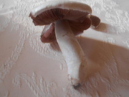 CHAMPIGNONS