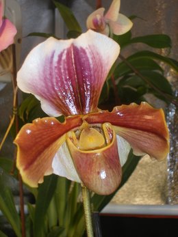 Quand rempoter un phalaenopsis (orchidée) ?