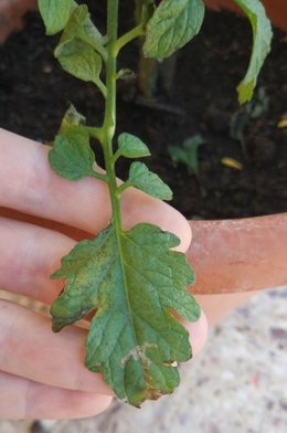 Maladie tomate cerise