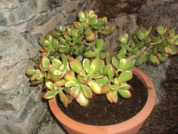 Maladie chez ma crassula