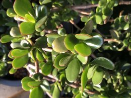 Crassula ovata: conseils!