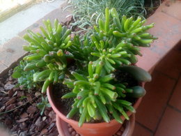 Maladie chez ma crassula