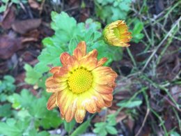 Recycler les chrysanthèmes défleuris du cimetière