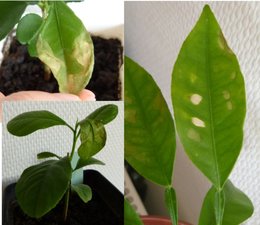 Symptômes foliaires sur Citrus