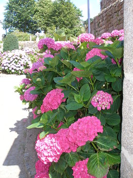 Taille des hortensias