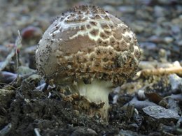 Un champignon!!!