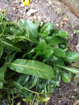 Fleur ou Mauvaise herbe ?