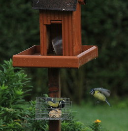 Donnez vous à manger aux oiseaux l'hiver ?