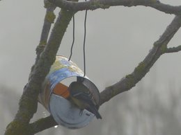 Donnez vous à manger aux oiseaux l'hiver ?