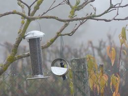 Donnez vous à manger aux oiseaux l'hiver ?