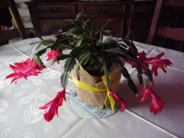 Cactus de Noël - Schlumbergera