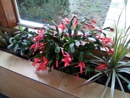 Cactus de Noël - Schlumbergera