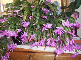 Cactus de Noël - Schlumbergera