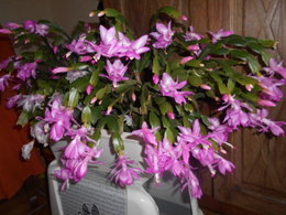 Cactus de Noël - Schlumbergera