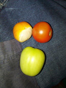 tomates malades