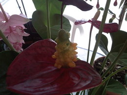 bizarre cet anthurium