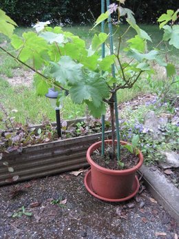 PIED DE VIGNE SUR BALCON