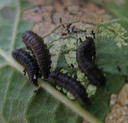 Parasite de la vigne