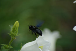 Quel est cet insecte ?