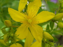 Fleur ou mauvaise herbe ?