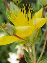 Fleur ou mauvaise herbe ?