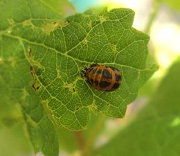 Coccinelle