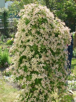 Clématite - Clematis