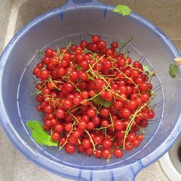 Groseillier - Ribes rubrum